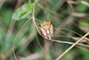 Carpocoris mediterraneus